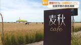 「「日本の宝ですよ」佐賀平野の麦秋カフェいかが 収穫前に期間限定オープン 一面麦畑の絶景【佐賀県】」の画像1