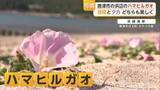 「唐津市浜崎海岸で咲くハマヒルガオ 6月中旬まで楽しめる【佐賀県】」の画像1
