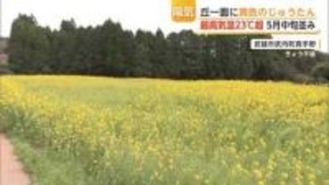 丘一面に広がる菜の花 5月中旬並みのポカポカ陽気に誘われ見物客【佐賀・武雄市】