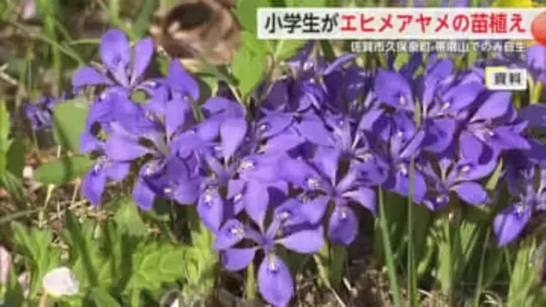 小学生が天然記念物エヒメアヤメの苗植え 次の世代にも継承へ【佐賀県佐賀市】