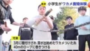 「おいしくて大きいワカメになって」小学生がワカメの養殖体験【佐賀県唐津市】