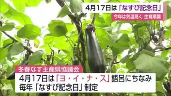 4月17日は「ヨ・イ・ナ・ス」の語呂にちなみ「なすび記念日」今年の出荷量1000トン見込み【佐賀県】