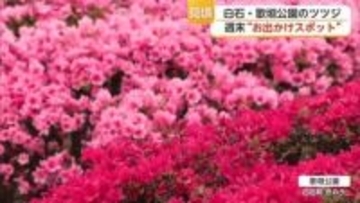 白・ピンク・赤の約7万本のツツジ 白石町の歌垣公園で例年より早く見ごろ迎える【佐賀県】