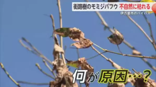 いったい何が…？街路樹が不自然に枯れる 伊万里のバイパス沿いの並木【佐賀県】