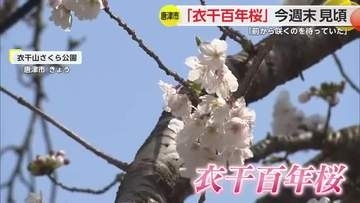 唐津の巨大一本桜が今年も開花 桜まつりも多くの人で賑わう【佐賀県】