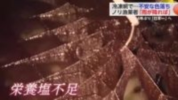 県産ノリ栄養塩不足・赤潮発生で色落ち...海況回復期待し日本一奪還を目指す【佐賀県】