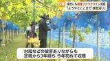 「佐賀県初のワインへ一歩！大町町でブドウ初収穫 3年かけ実る【佐賀県】」の画像1