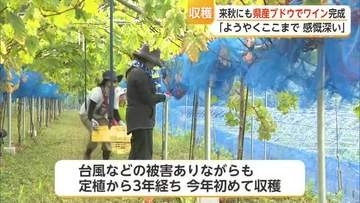 佐賀県初のワインへ一歩！大町町でブドウ初収穫 3年かけ実る【佐賀県】