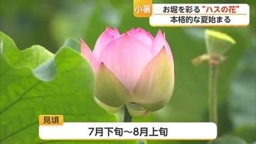 佐賀城のお堀でハスが見ごろへ　本格的な夏告げるピンクと白の花が開花【佐賀県】