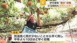 「伊万里梨”豊水”が旬 猛暑と雨不足で小玉傾向も良質な出来に【佐賀県】」の画像1