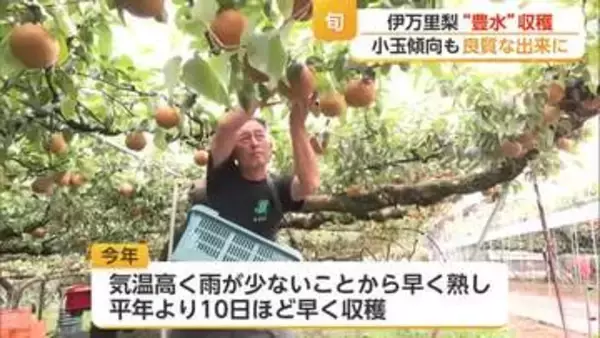 伊万里梨”豊水”が旬 猛暑と雨不足で小玉傾向も良質な出来に【佐賀県】