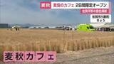 「麦畑の中にカフェ 収穫前の2日間限定オープン 佐賀平野の麦秋満喫 地元産の野菜販売も【佐賀県】」の画像1