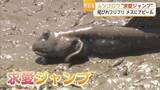 「絶滅危惧種ムツゴロウの求愛ジャンプ 夏にかけて産卵のピークを迎える【佐賀県】」の画像1