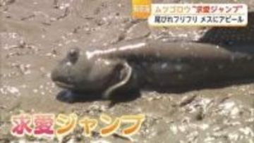 絶滅危惧種ムツゴロウの求愛ジャンプ 夏にかけて産卵のピークを迎える【佐賀県】