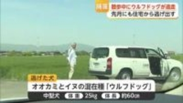 ウルフドッグ逃走 3月に続き2度目 民家近くの農道で捕獲される 保健所が飼い主に注意【佐賀県】
