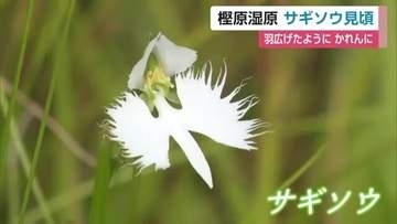 「シラサギが羽を広げたよう」樫原湿原でサギソウ見頃【佐賀県】