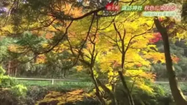 イチョウやモミジが見頃 川のせせらぎも感じながら…富士町の諏訪神社【佐賀県】