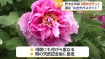 県の天然記念物「切木ボタン」唐津市肥前町で無料開放【佐賀県】