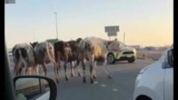 車の前に数頭のウシが…牛舎から“脱走”し道路を占拠 警察官がウシを別の道に誘導 一時渋滞も事故なく牛も人も無事