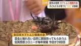「自慢のカブトムシで熱戦展開　毎年恒例「全日本カブトムシ相撲大会」今年も太良町で開催【佐賀県】」の画像1