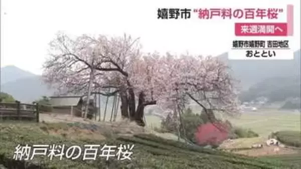 「茶畑との絶景コントラスト 嬉野市の一本桜「納戸料の百年桜」今年も花を咲かせる【佐賀県】」の画像