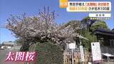 「豊臣秀吉が自ら植えたという「太閤桜」樹齢430年超の名桜が唐津市で見頃迎える【佐賀】」の画像1
