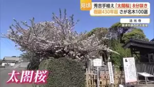 豊臣秀吉が自ら植えたという「太閤桜」樹齢430年超の名桜が唐津市で見頃迎える【佐賀】