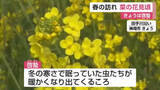 「「啓蟄」日中は3月下旬から4月上旬並みの暖かさ 菜の花も見頃迎える【佐賀県】」の画像1