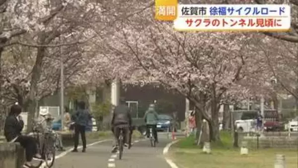 旧国鉄の跡地「徐福サイクルロード」に咲く1000本の桜 今年1番の暖かさで見頃迎える【佐賀県】