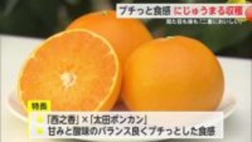佐賀のブランドかんきつ「にじゅうまる」収穫 2月下旬から販売予定【佐賀県】