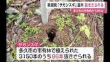 「「サガンスギ」苗木86本抜き去られる　花粉半減期待の新スギに被害【佐賀県】」の画像1