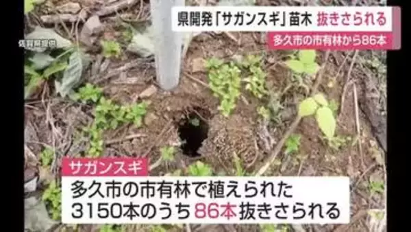 「サガンスギ」苗木86本抜き去られる　花粉半減期待の新スギに被害【佐賀県】