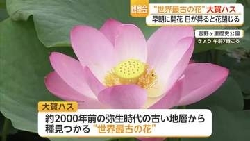 吉野ヶ里歴史公園で「世界最古の花」大賀ハスの早朝観賞会　【佐賀県】