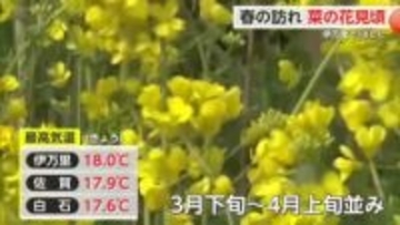 神埼市で菜の花が見頃！県内最高気温 伊万里で18℃【佐賀県】