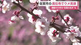「佐賀市の寺でウメの花500本が見頃 樹齢400年の”佐賀の名木”も咲き始め【佐賀県】」の画像1