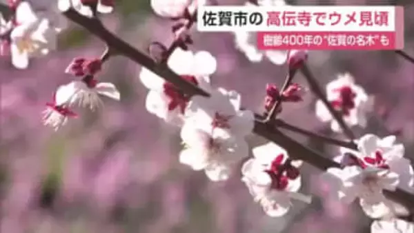 佐賀市の寺でウメの花500本が見頃 樹齢400年の”佐賀の名木”も咲き始め【佐賀県】