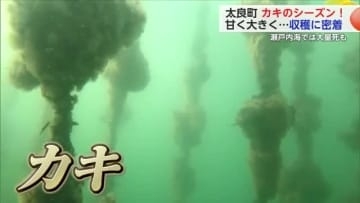 冬の味覚「カキ」瀬戸内海で大量死...太良町のカキは順調に収穫【佐賀県】