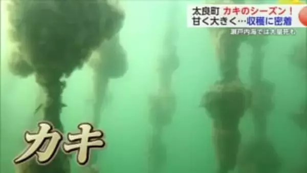 冬の味覚「カキ」瀬戸内海で大量死...太良町のカキは順調に収穫【佐賀県】
