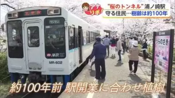 「列車と「桜のトンネル」伊万里市・浦ノ崎駅 地域の人が守り続けてきた桜【佐賀県】」の画像