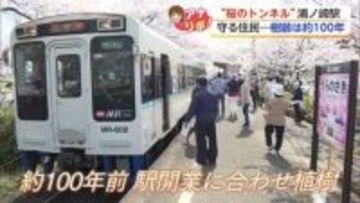 列車と「桜のトンネル」伊万里市・浦ノ崎駅 地域の人が守り続けてきた桜【佐賀県】
