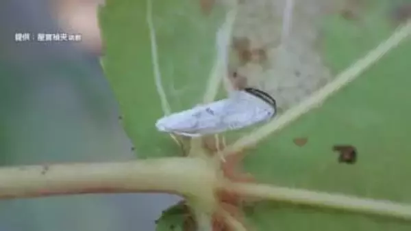 ガの幼虫が食い荒らし街路樹の葉が枯れる…原因はタイや中国などに生息する外来種のガ（蛾）「フウノキギンバネスガ」
