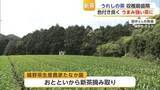 「初入札で過去最高値「うれしの茶」嬉野市茶畑で新茶摘み取り開始【佐賀県】」の画像1