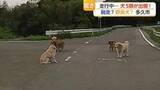 「【ドラレコ映像】県道に犬5匹が出現！道路の真ん中で「座り込み」飼い犬？野良犬?【佐賀県】」の画像1