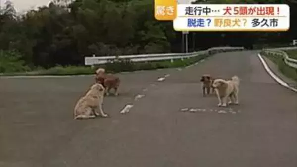 【ドラレコ映像】県道に犬5匹が出現！道路の真ん中で「座り込み」飼い犬？野良犬?【佐賀県】
