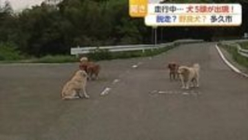 【ドラレコ映像】県道に犬5匹が出現！道路の真ん中で「座り込み」飼い犬？野良犬?【佐賀県】