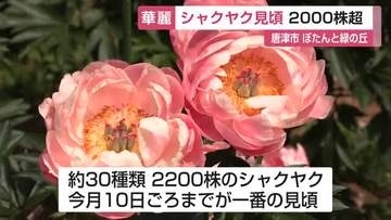 30種2200株 色とりどりのシャクヤク 唐津市肥前町で5月10日ごろまでが一番見頃【佐賀県】