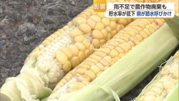 トウモロコシ1万本廃棄など農作物に異変　猛暑と少雨の影響か　早い梅雨明け後に雨がほとんど降らずダム貯水率が低下