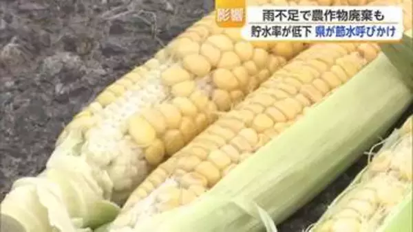 トウモロコシ1万本廃棄など農作物に異変　猛暑と少雨の影響か　早い梅雨明け後に雨がほとんど降らずダム貯水率が低下