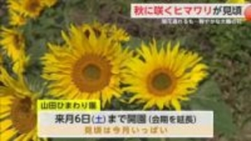 秋に咲くヒマワリ約10万本 開花遅れるも鮮やかに 見ごろは11月いっぱい【佐賀県みやき町】