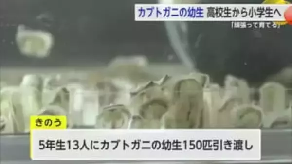 伊万里市の文化財「カブトガニ」幼生150匹が小学生へ引き渡される【佐賀県】